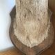 Taxidermy deer head