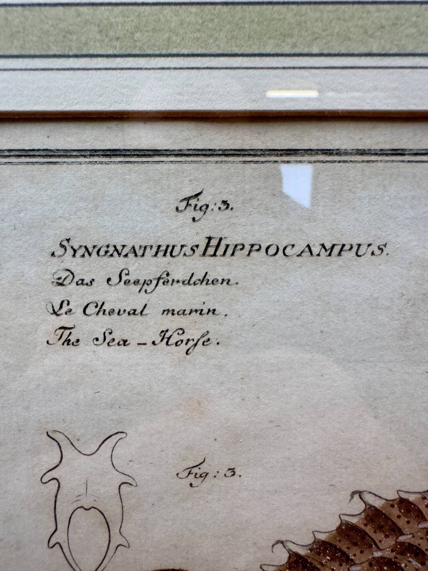 Old engraving of a seahorse and fish – Ludwig Schmidt (19th century)