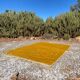 Handmade Mustard Yellow Moroccan Rug - 250/150cm