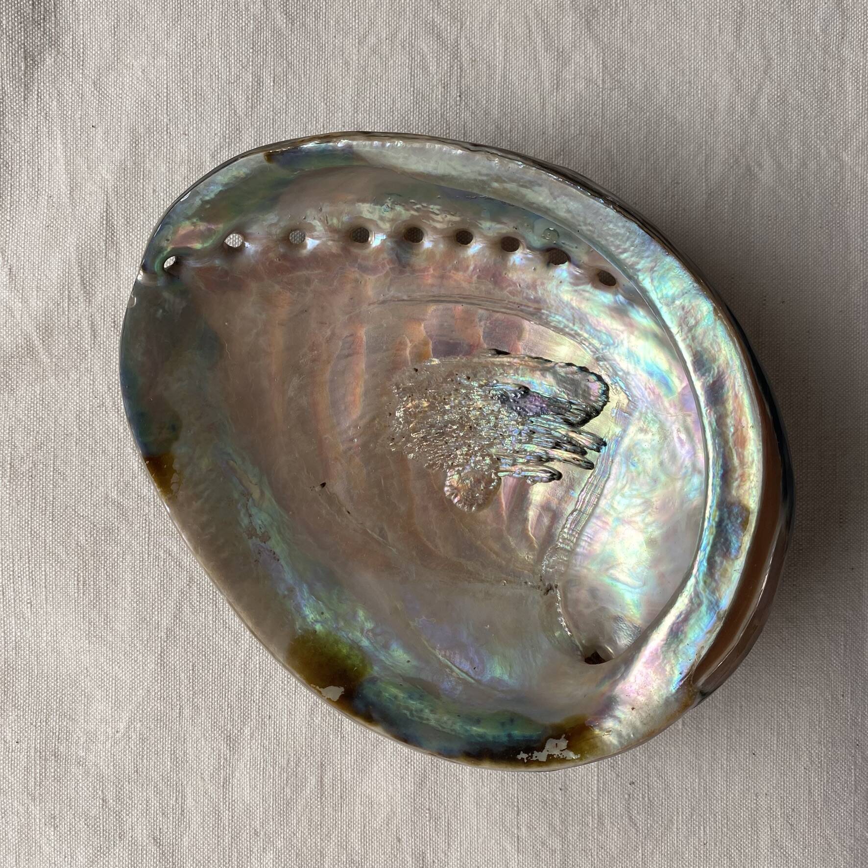 Polished abalone shell, catch-all or decorative object.