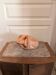 Sculpture Terracotta Statue Abstract Modern Female Nude