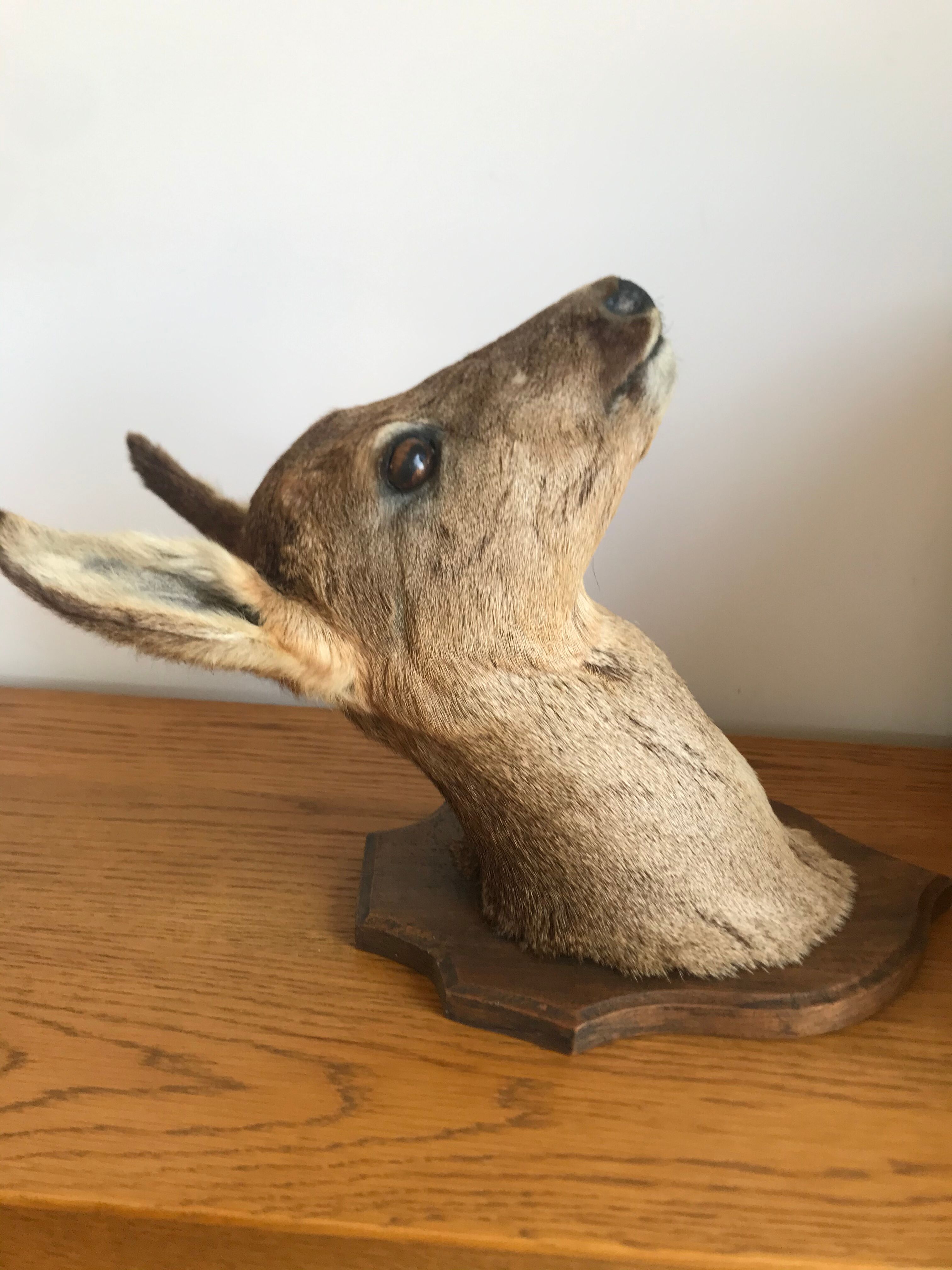 Taxidermy deer head