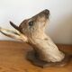 Taxidermy deer head