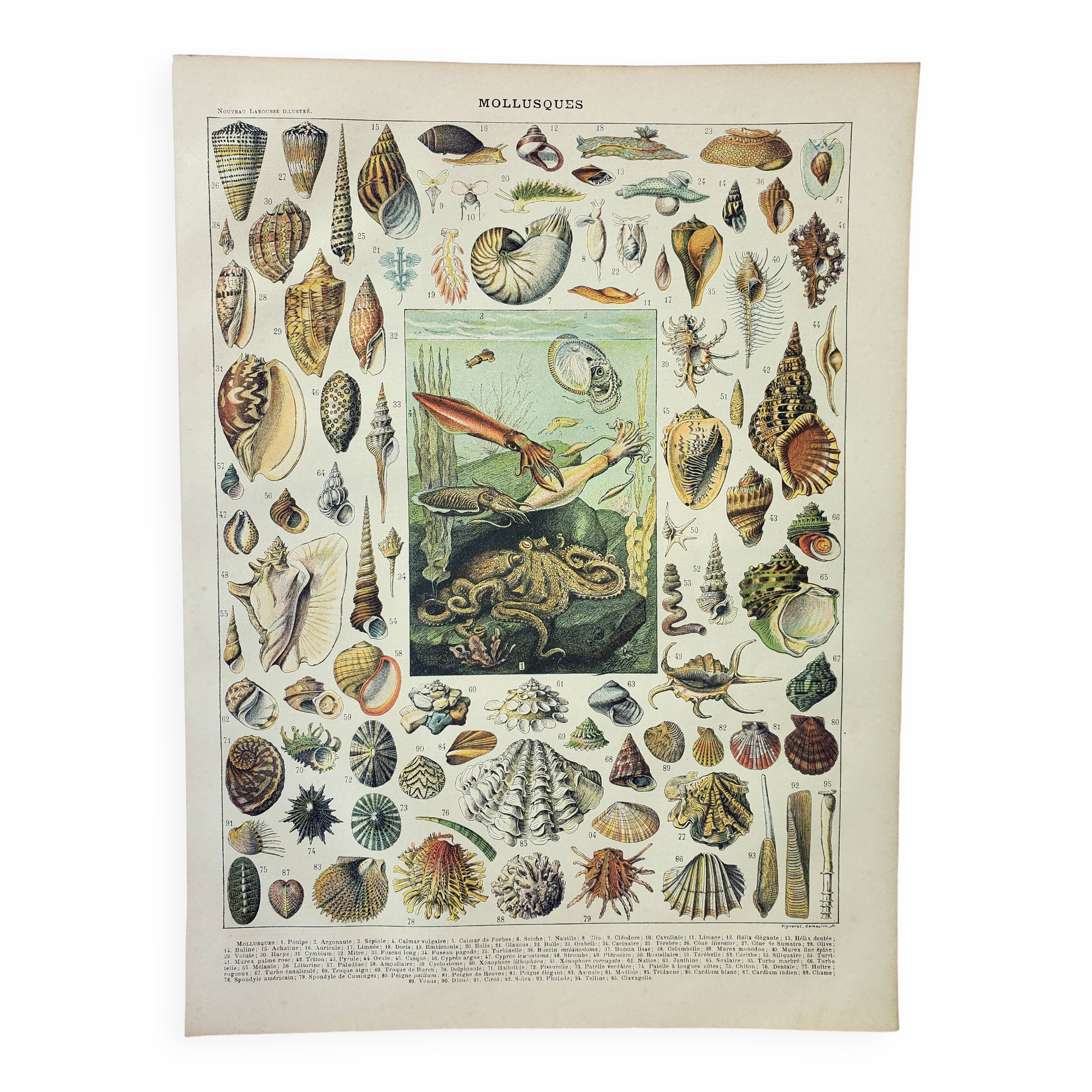 Old engraving 1898, Mollusk, shell, fish • Lithograph, original illustration