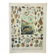 Old engraving 1898, Mollusk, shell, fish • Lithograph, original illustration
