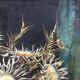 Still life with thistles