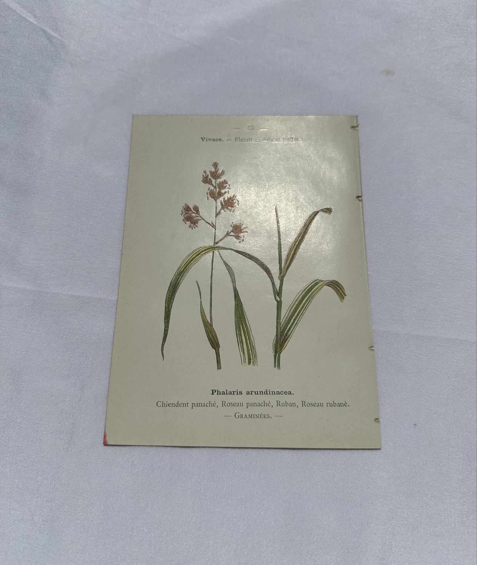 Gravure botanique double face planche naturaliste ancienne