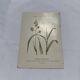 Gravure botanique double face planche naturaliste ancienne