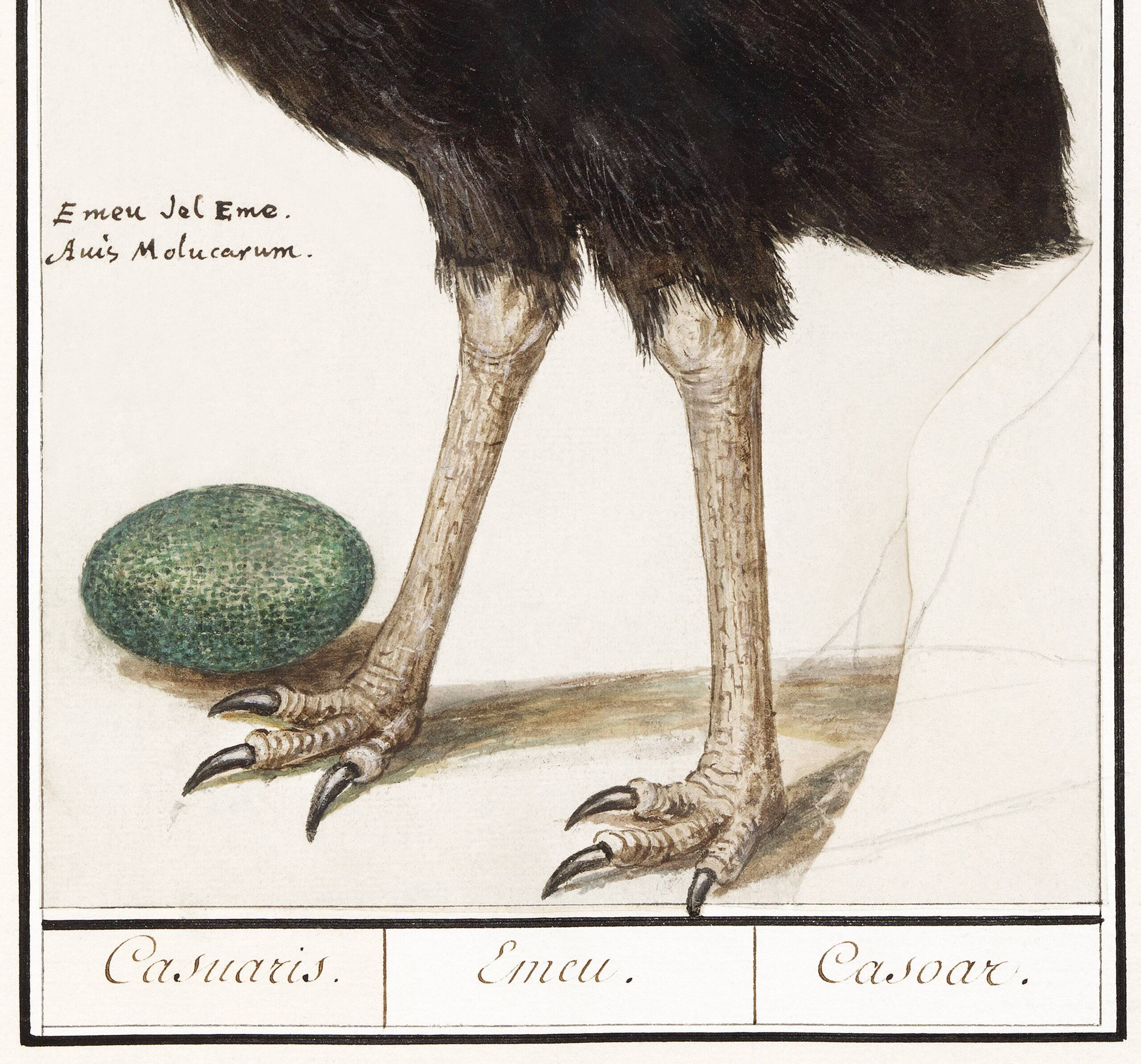 Small poster about the emu, after an old engraving from 1610.