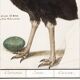 Small poster about the emu, after an old engraving from 1610.