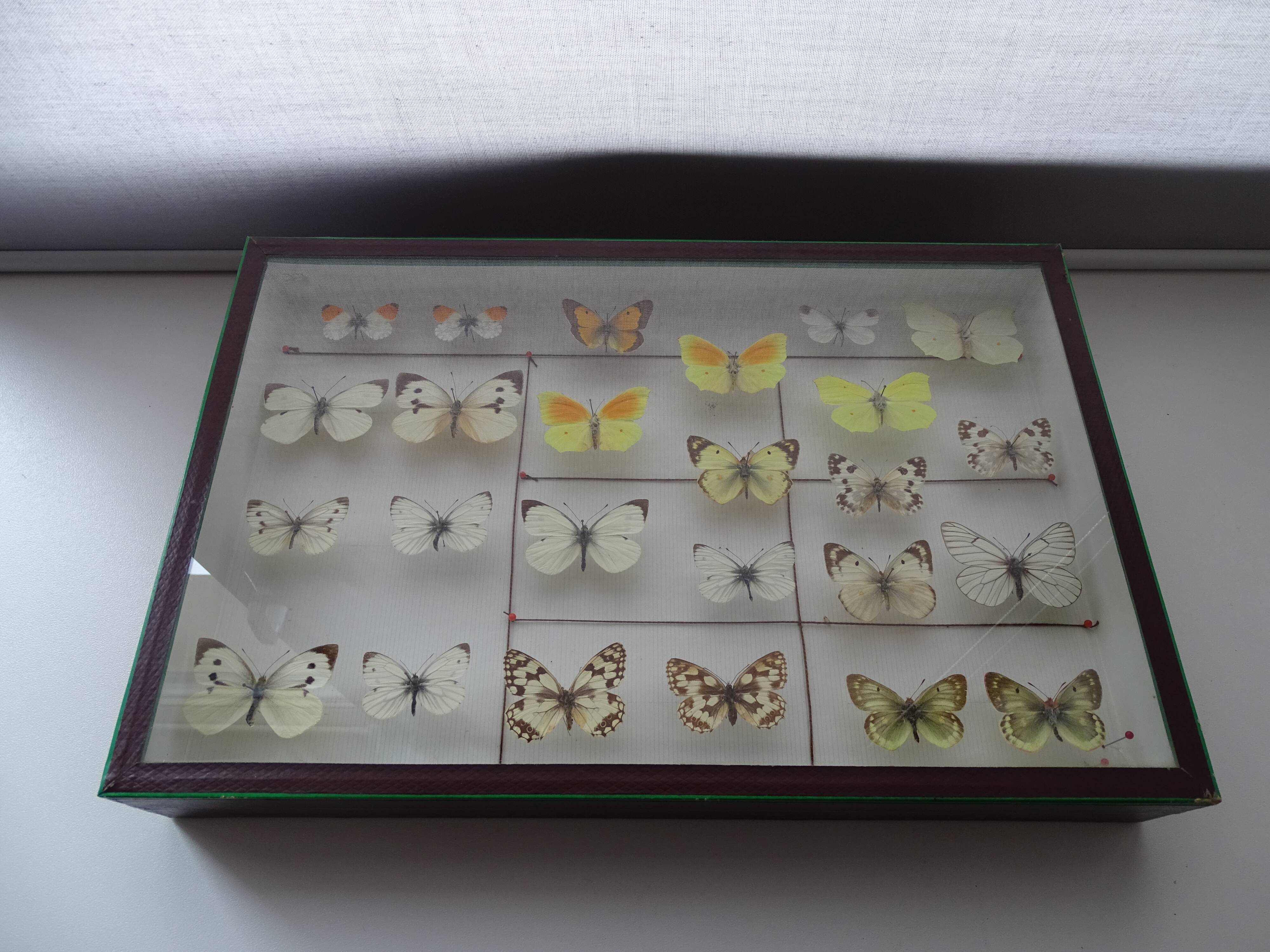25 ancient stuffed butterflies under frame era 1930