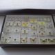 25 ancient stuffed butterflies under frame era 1930