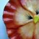 Decorative plate in earthenware dabbling: Orange thought with a yellow heart