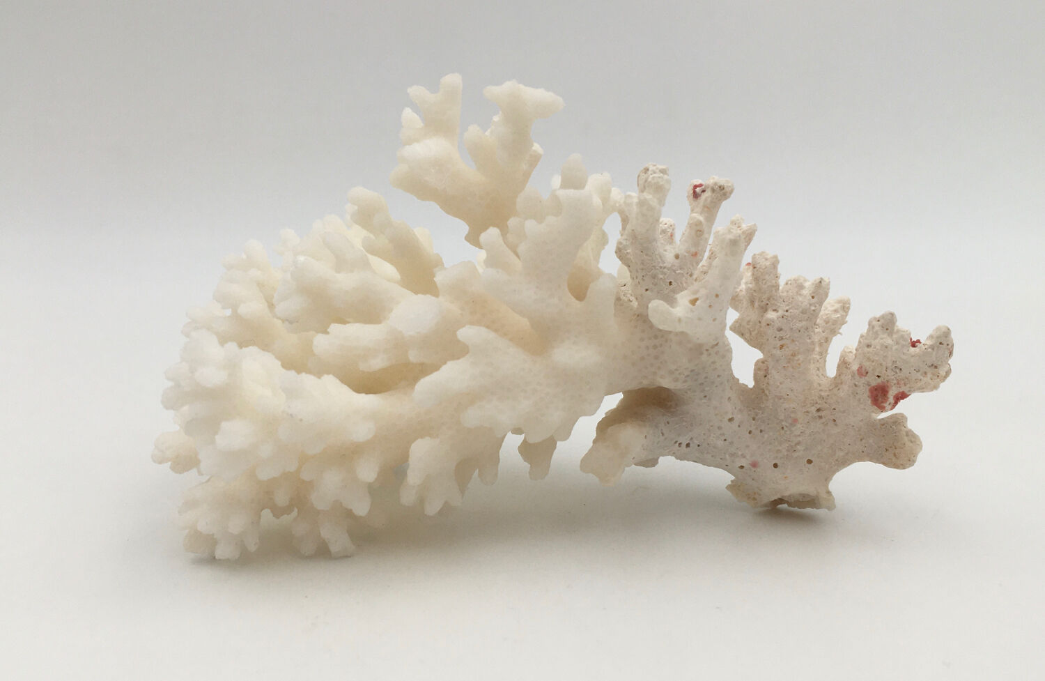 Old branch of white natural coral / 1970s