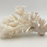 Old branch of white natural coral / 1970s