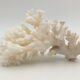 Ancienne branche de corail naturel blanc / Années 1970