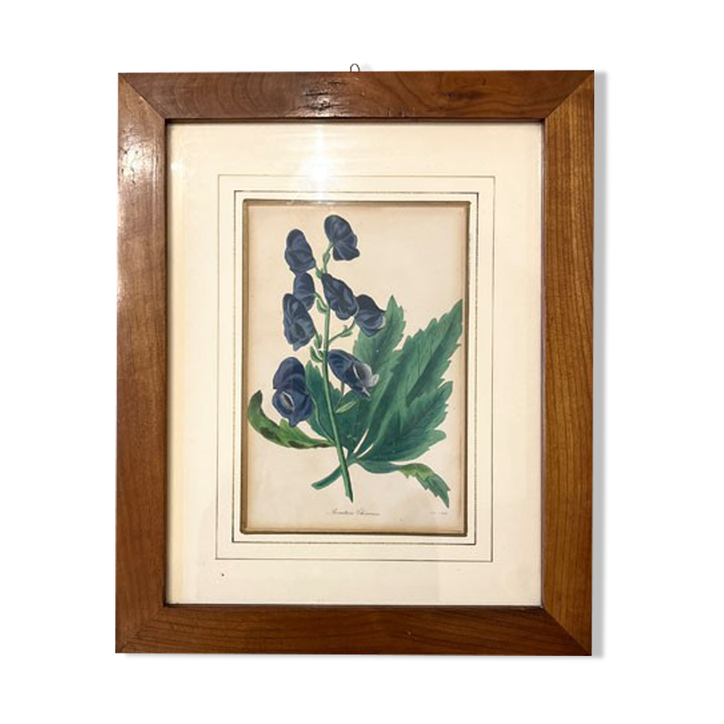 Framed engraving of botany, nineteenth