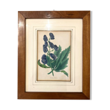 Framed engraving of botany, nineteenth