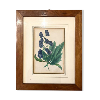 Framed botanical engraving, 19th century