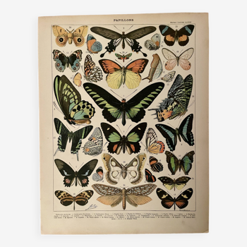 Lithograph on exotic butterflies - 1900