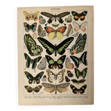 Lithograph on exotic butterflies - 1900