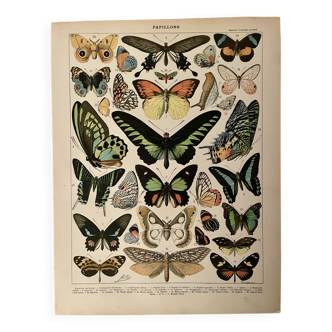 Lithograph on exotic butterflies - 1900