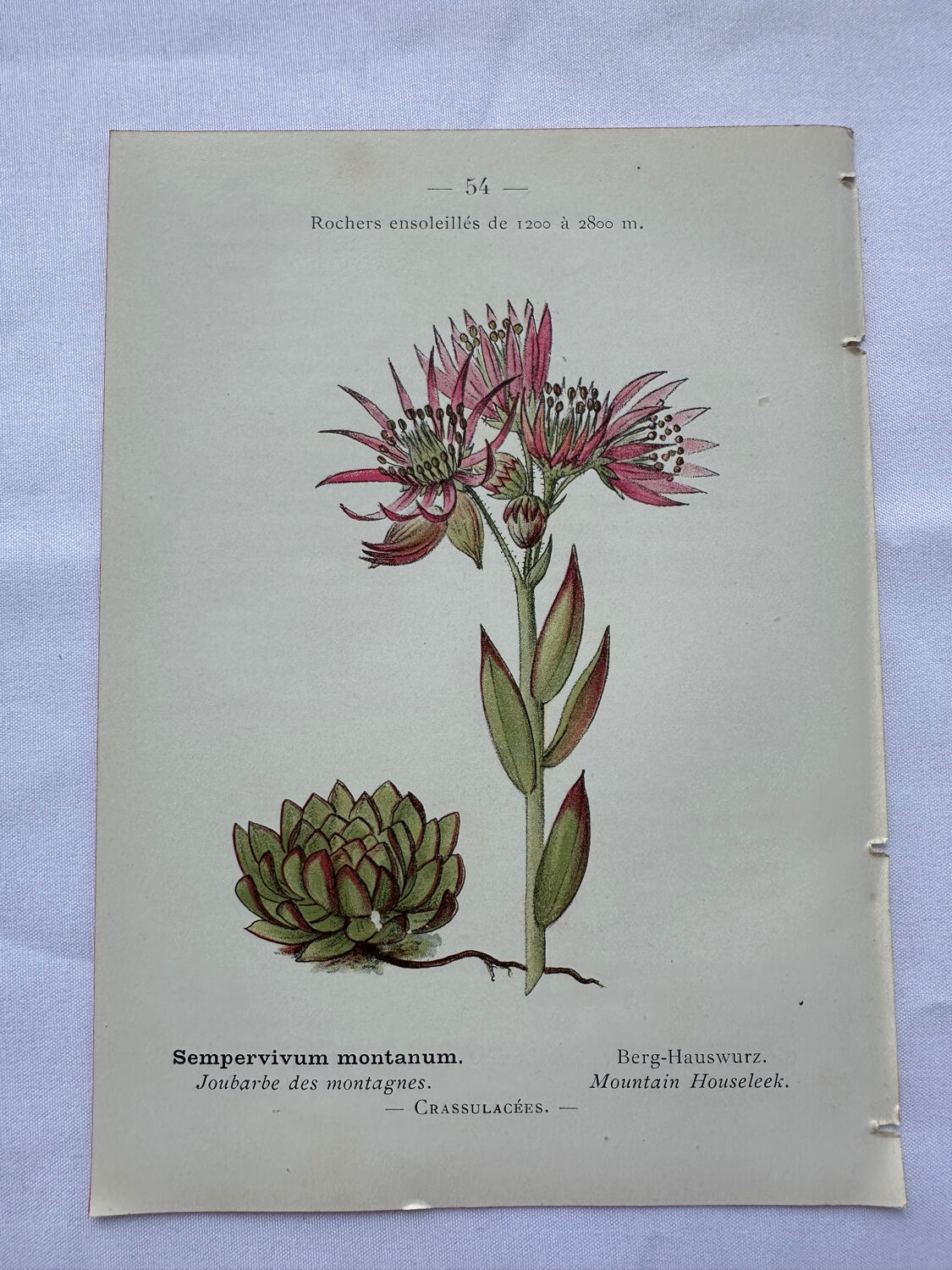 Botanical engraving 18th century French naturalist plate double-sided