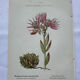 Botanical engraving 18th century French naturalist plate double-sided