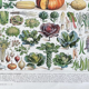 Illustration Millot "vegetables and vegetable plants"