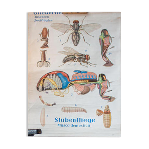 Affiche pédagogique, anatomie