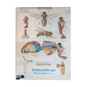 Affiche pédagogique, anatomie de la mouche, 1973
