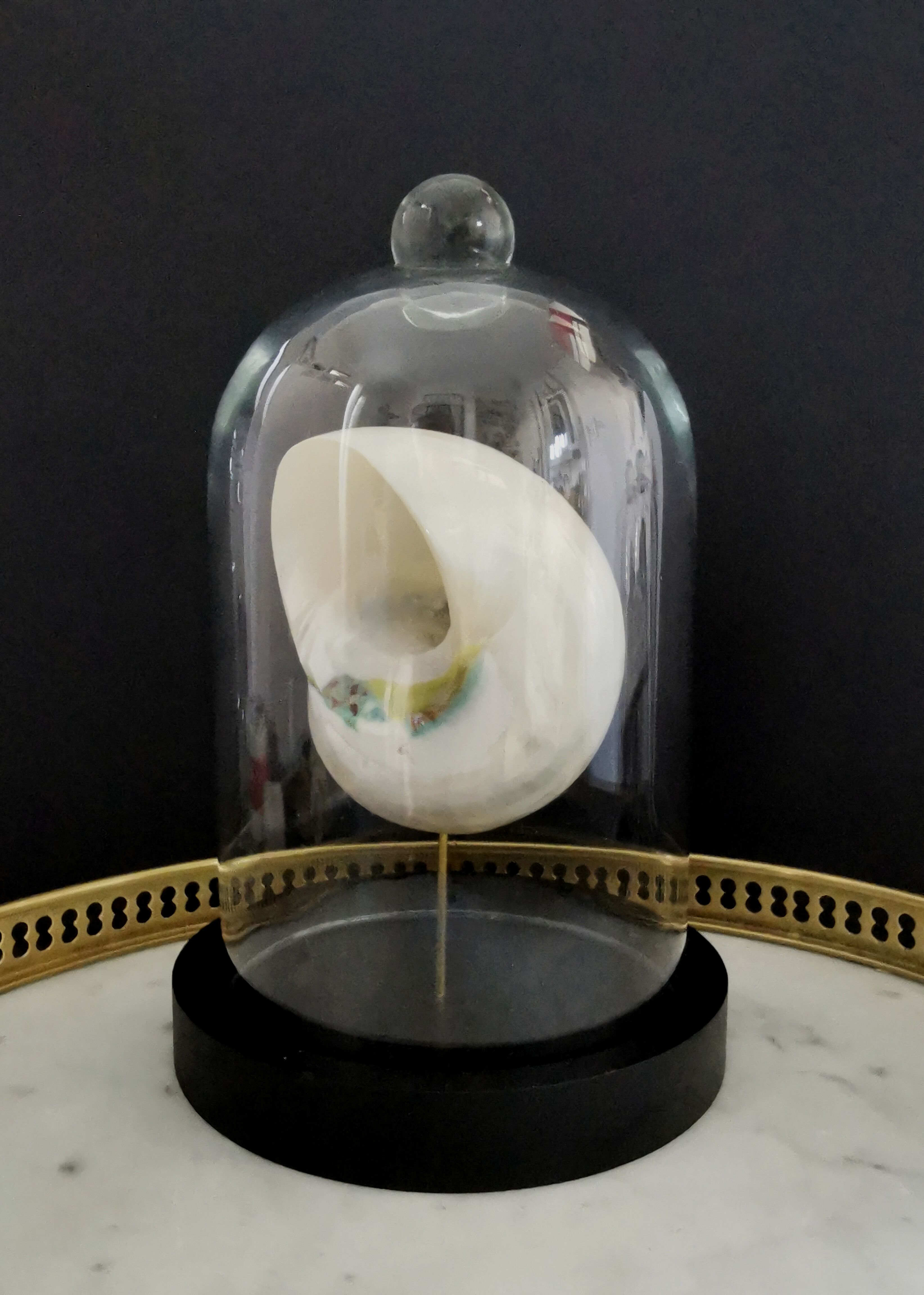 Pearl Turbo shell under glass globe. H. 18,5cm
