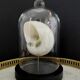 Pearl Turbo shell under glass globe. H. 18,5cm