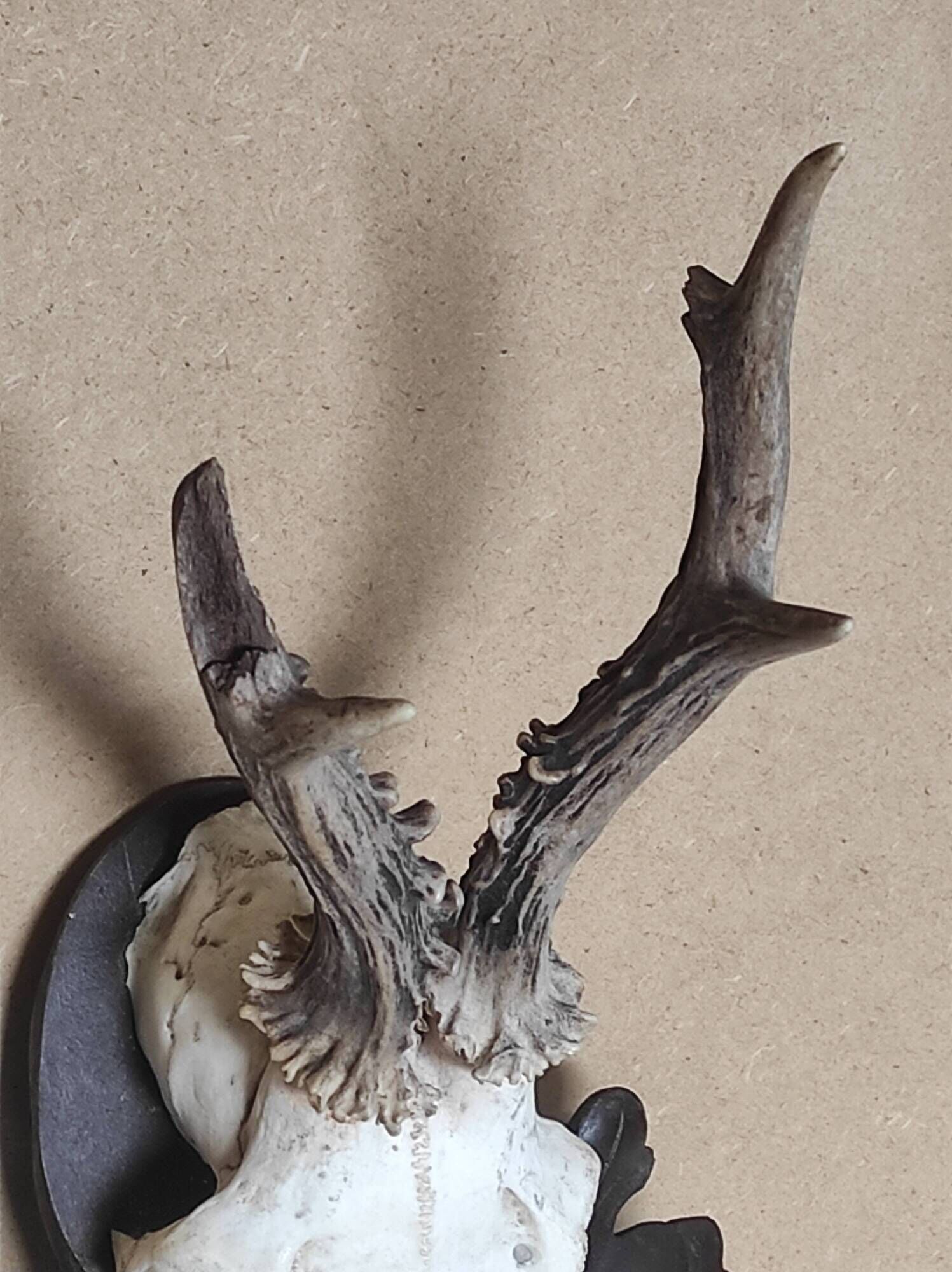 Massacre young deer on carved wooden crest with oak leaves and acorns