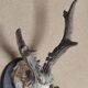 Massacre young deer on carved wooden crest with oak leaves and acorns
