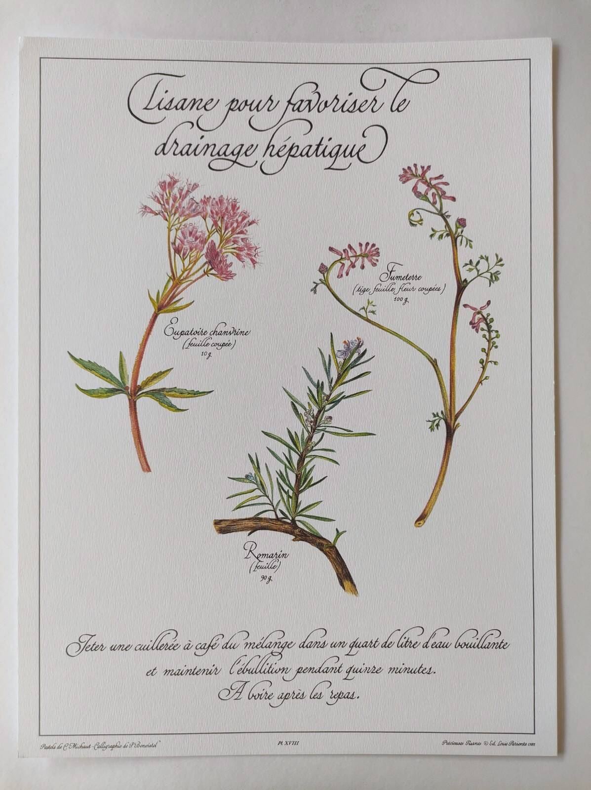 Botanical printing -Herbal tea for drainage- Engraving of medicinal plants and herbs