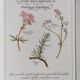 Botanical printing -Herbal tea for drainage- Engraving of medicinal plants and herbs