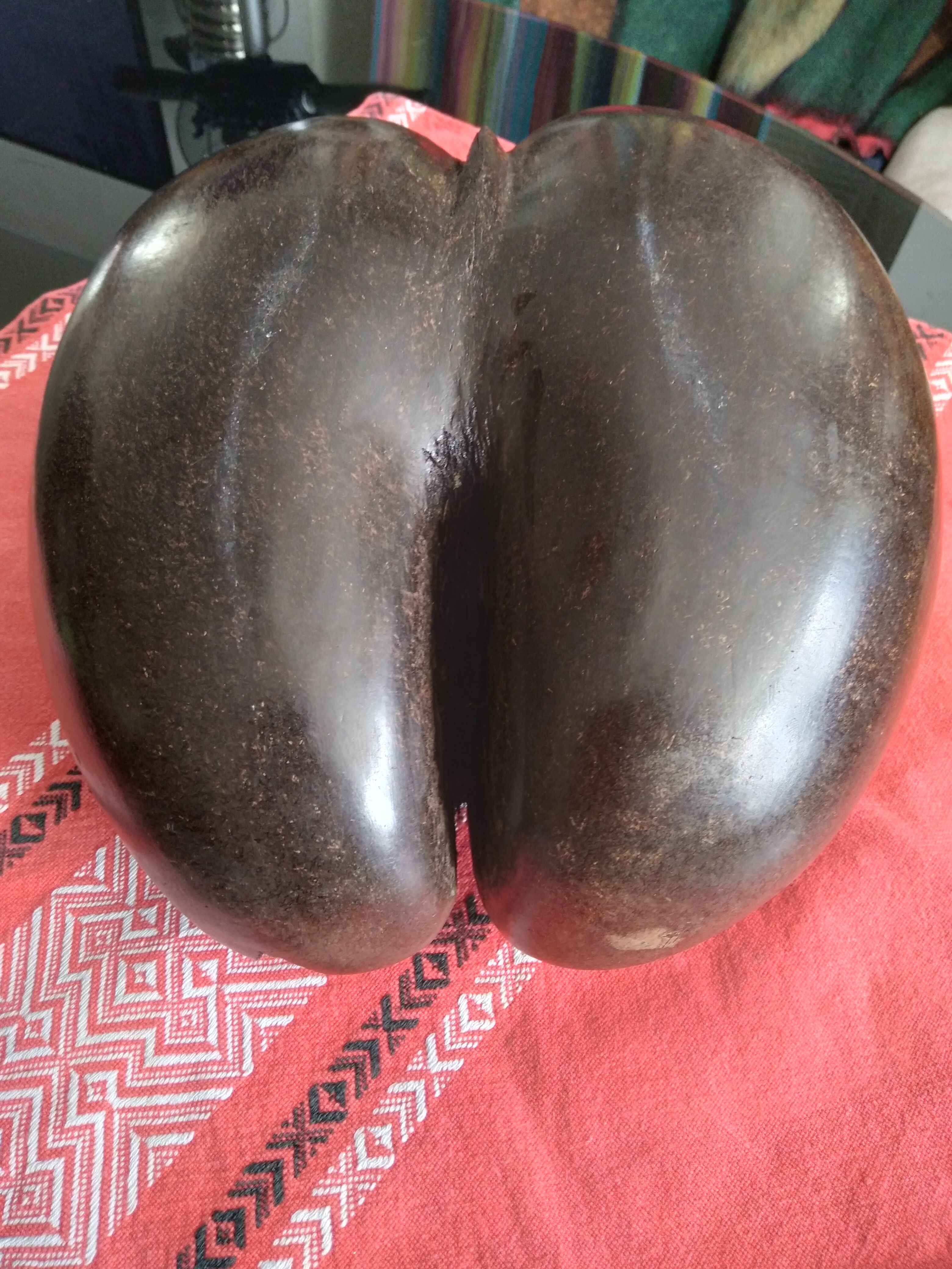 Coconut basket buttocks of Seychelles