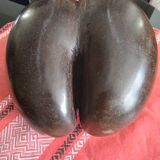 Coconut basket buttocks of Seychelles