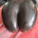 Coconut basket buttocks of Seychelles