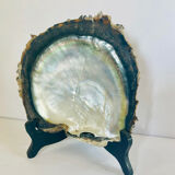 Large mother-of-pearl shell