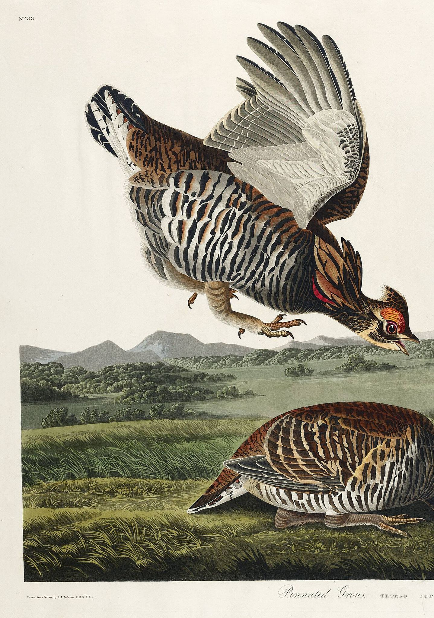 Affiche sur la Gélinotte à queue fine, d’après une gravure ancienne de 1827