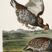 Affiche sur la Gélinotte à queue fine, d’après une gravure ancienne de 1827