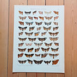 Engravings of lepidoptera lot of 3