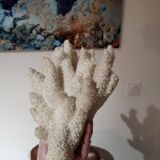 Gros corail blanc