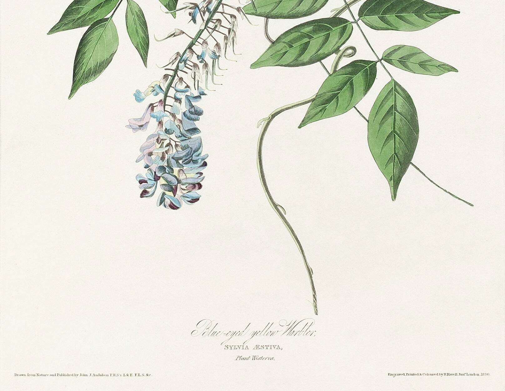 Poster about the Yellow Warbler, based on an old engraving from 1827.