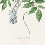 Poster about the Yellow Warbler, based on an old engraving from 1827.