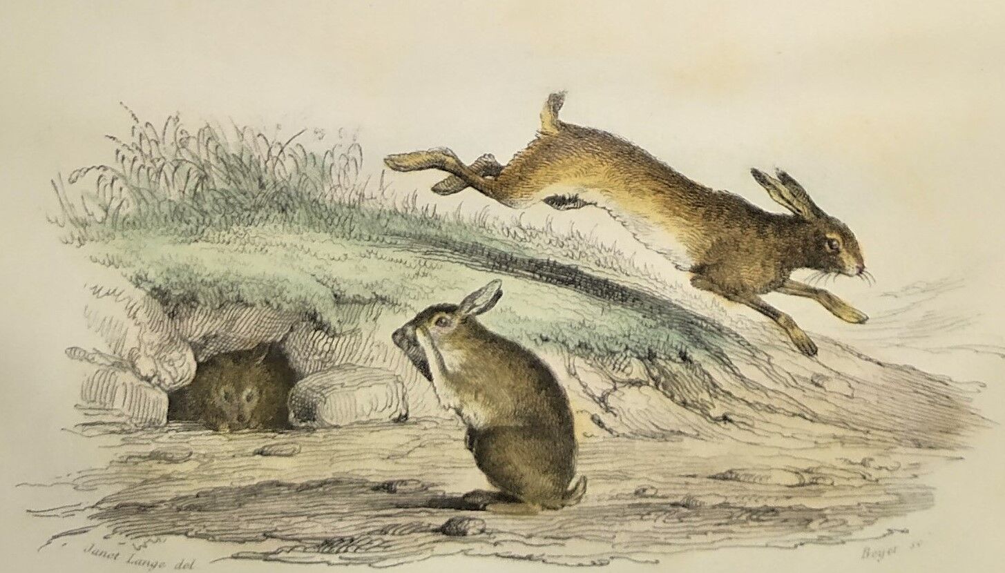 Original zoological plate of 1839 " Deer ,....,.... "