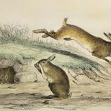 Original zoological plate of 1839 " Deer ,....,.... "