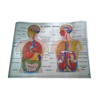 Affiche scolaire MDI Le corps humain nos muscles anatomie